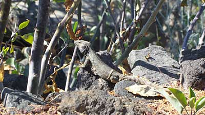 Eine Eidechse auf einem Stein - Tierwelt auf Teneriffa