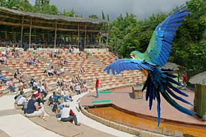 Der Jungle Park Las Aquilla - freifliegender Papagei