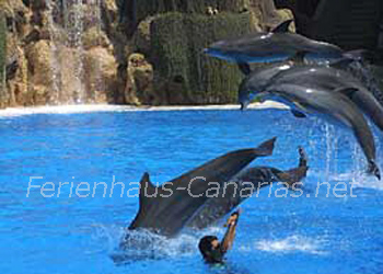 Delfinshow im Loro Park