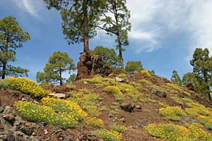 Goldmohnblühte Arico Teneriffa Süden