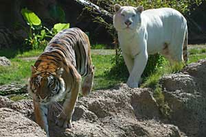 Brauner und weißer Tiger im Loro Park