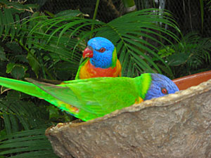 Loro-Parque-Canarybird