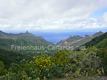 Mercedeswald im Anaga-Gebirge auf Teneriffa