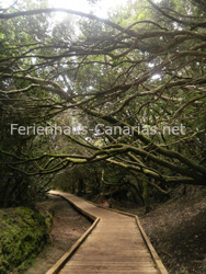 Wanderpfad im Mercedeswald auf Teneriffa
