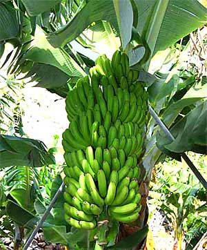 Die kanarischen Bananen sind kleiner und süsser als aus anderen Ländern ... Blick auf eine Bananenstaude auf Teneriffa