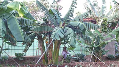 Bananenplantage auf Teneriffa