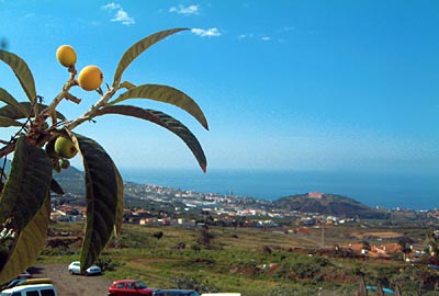 Von der Küste bis in die Berge - der grüne Norden Teneriffas