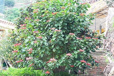 Blumen auf Teneriffa