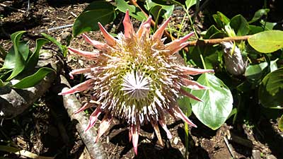 Blume im Botanischen Garten auf den Kanaren