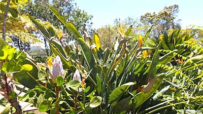 Botanischer Garten auf den Kanaren