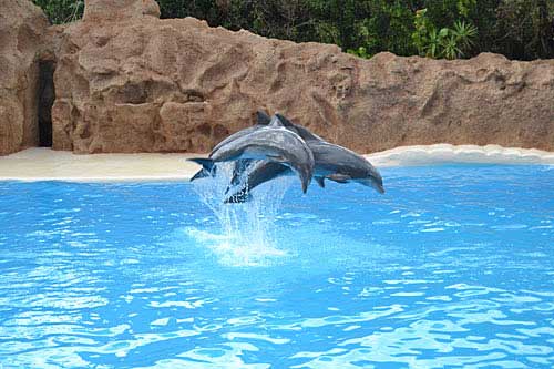 Delfine im Loro Park