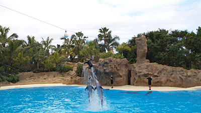 Delfin Show im Loro Park