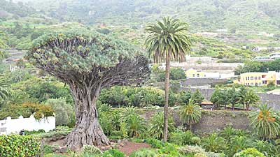 El Drago - Der Drachenbaum von Icod de Vinos auf Teneriffa