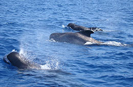 Wale Teneriffa