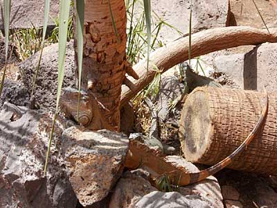 Echse im Jungle Park auf Teneriffa