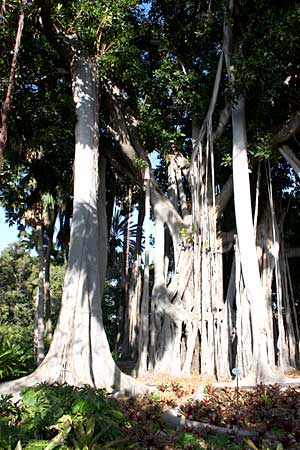 Blick auf den Ficus (Würgefeigenbaum) im Botanischen Garten von Puerto de la Cruz