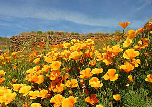 Arafo - California poppy