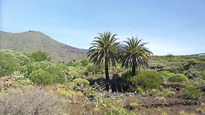 Landschaft auf Teneriffa - Berge und Palmen