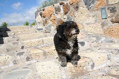 Hund auf Teneriffa - Strolchi auf der Finca La Paz
