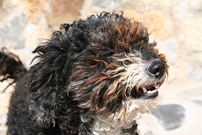 Hund auf Teneriffa -  vom Winde verweht