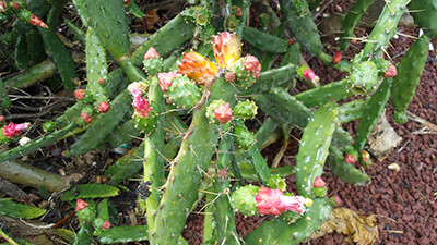 Rosa blühender Kaktus in der Natur auf Teneriffa