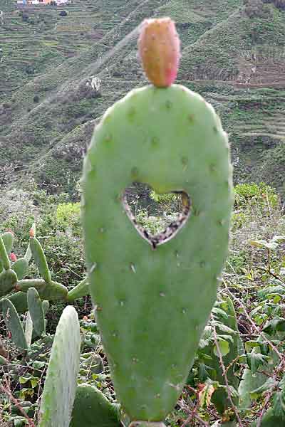 Kaktus mit Herz