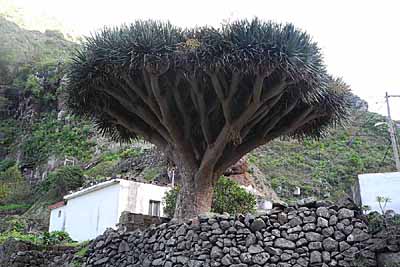 Drachenbaum auf Teneriffa