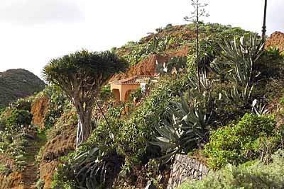 Kanarischer Drachenbaum auf Teneriffa
