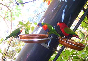 Teneriffa Freizeitpark -  Blick auf Papageien im Loropark auf Teneriffa