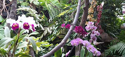 Orchideen auf Teneriffa