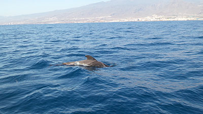 Pilotwal in Los Cristianos