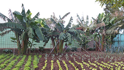 Plantage auf Teneriffa