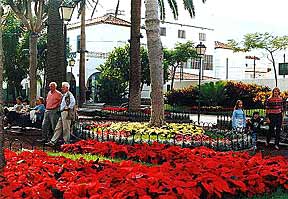 Die Plaza von Los Realejos mit Palmen und Blumenbeeten
