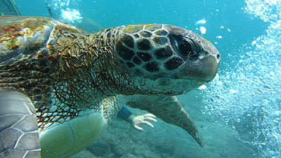 Tauchen auf Teneriffa  ♥ Schildkröte ♥