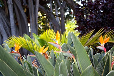 Wunderschön blühende Strelizie im Botanischen Garten in Santa Cruz