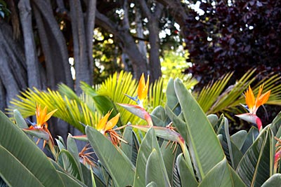 Blühende Strelizien im Hijuela de Botanico in Puerto de la Cruz