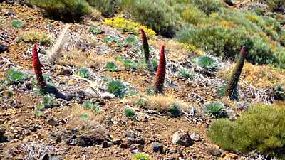 Alle 2 Jahre blüht die Tajinaste im Teide Nationalpark