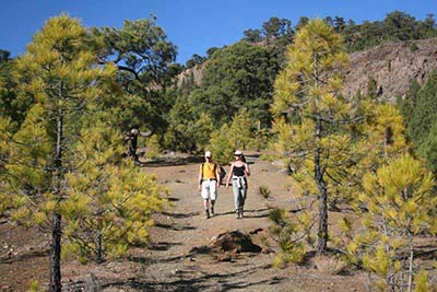 Wanderroute durch den Pinienwald auf Teneriffa