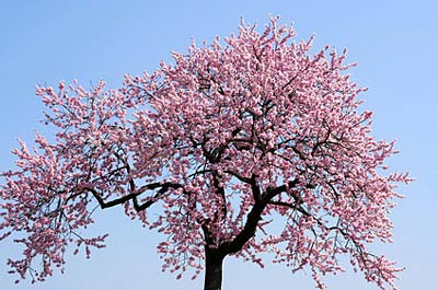 Mandelblüte auf Teneriffa - von Januar bis März