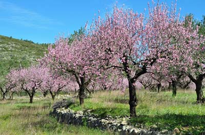 Frühling - Mandelblütenbäume auf Teneriffa 