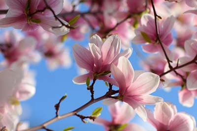 Frühling - Mandelblüte auf Teneriffa... Santiago del Teide