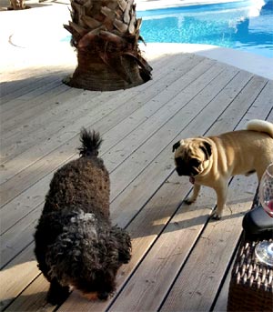 In den Teneriffaurlaub mit Hund .... 2 Hunde spielen am Pool
