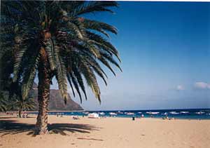 Der schöne Strand Las Teresitas mit Palmen und hellem Sand iin San Andres