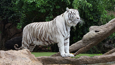 Weißer Tiger im Loro Park