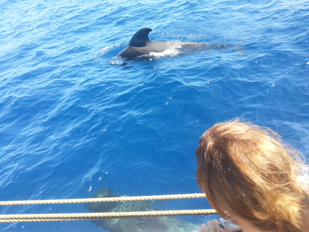 Whale Watching in Los Gigantes mit der Katrin von Hodorf