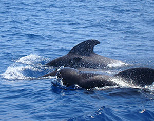 Whale Watchin - 3 Whale schwimmen vor dem Boot
