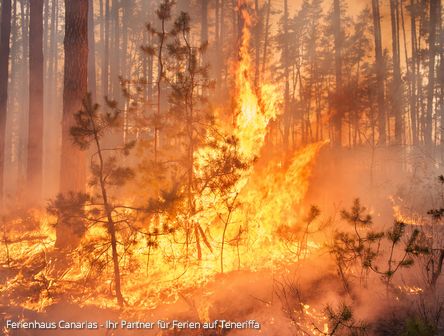 AUGUST 2023 | Historischer Waldbrandgefahr auf Teneriffa