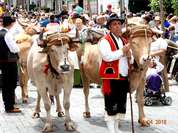 Romeria in Tegueste - Tanzgruppen & Hirten mit Ziegenherden ziehen durch die Stasse