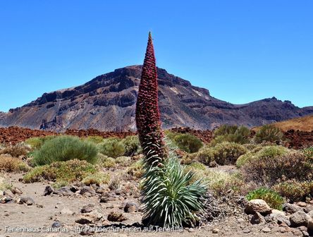 Natternköpfe auf Teneriffa - rote Tajinaste