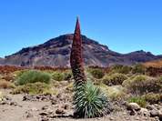 Blick auf die Tajinasten (Natternköpfe) Blüte im Teide Nationalpark